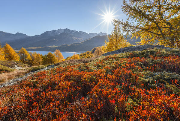 The colors of Autumn on lake Sils, Engadine, Canton of Graubunden, Maloja district, Switzerland, Europe