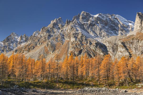 Autumnal larches of Nero lake (lago Nero), Alpe Devero, Baceno, Alpe Veglia and Alpe Devero natural park, province of Verbano-Cusio-Ossola, Piedmont, italy, Europe