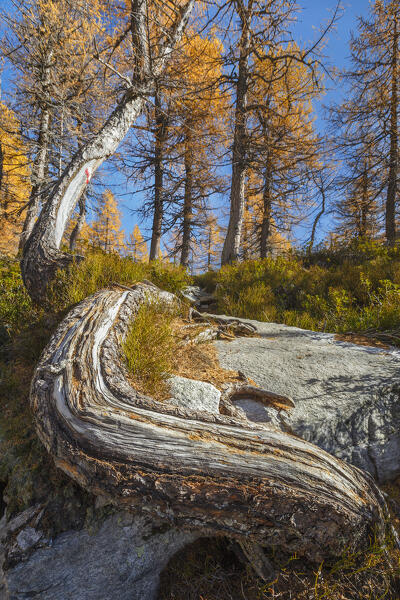 Autumnal trees on the path near Nero lake (lago Nero), Alpe Devero, Baceno, Alpe Veglia and Alpe Devero natural park, province of Verbano-Cusio-Ossola, Piedmont, italy, Europe