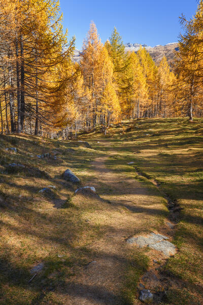 Autumnal landscape on the path of Nero lare (lago Nero), Alpe Devero, Baceno, Alpe Veglia and Alpe Devero natural park, province of Verbano-Cusio-Ossola, Piedmont, italy, Europe