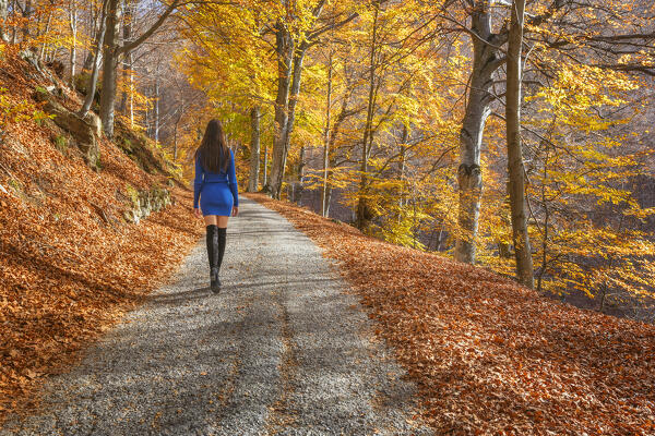 Girl walks on the path in the autumn forest, Ponna Superiore, Intelvi valley (val d'Intelvi), Como province, Lombardy, Italy, Europe (MR)