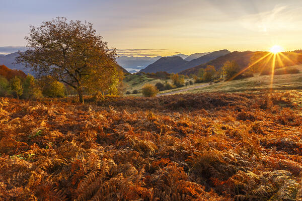First autumn light on Piano delle Alpi with red ferns. Cerano d'Intelvi, Intelvi valley (val d'Intelvi), lake Como, Como province, Lombardy, Italy, Europe