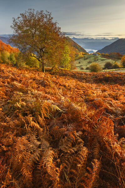 Autumn view of Piano delle Alpi with red ferns. Cerano d'Intelvi, Intelvi valley (val d'Intelvi), lake Como, Como province, Lombardy, Italy, Europe