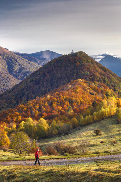 Hiker walks on a path surrounded by colors of autumn. Piano delle Alpi, San Zeno, Cerano d'Intelvi, Intelvi valley (val d'Intelvi), lake Como, Como province, Lombardy, Italy, Europe (MR)