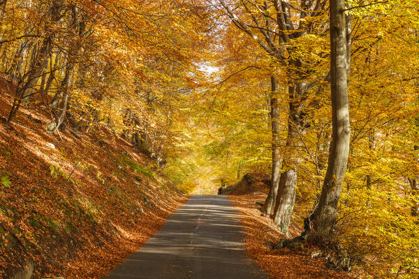 Autumn road in the forest. Piano delle Alpi, Cerano d'Intelvi, intelvi valley (val d'Intelvi), Como province, Lombardy, Italy, Europe
