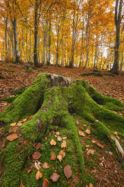 Color contrast in the autumn forest. Monte Tellero, Ponna Superiore, Intelvi valley (val d'Intelvi), Como province, Lombardy, Italy, Europe