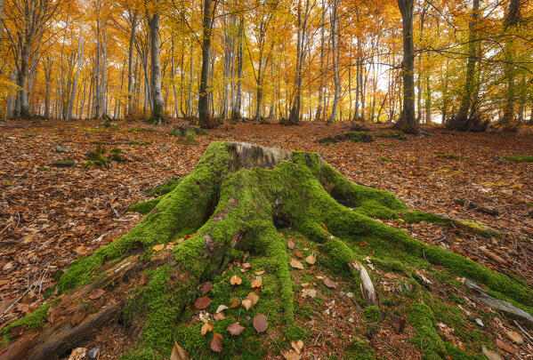 Color contrast in the autumn forest. Monte Tellero, Ponna Superiore, Intelvi valley (val d'Intelvi), Como province, Lombardy, Italy, Europe