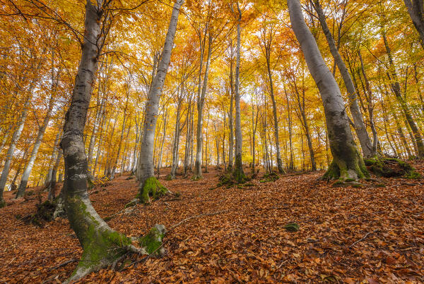 Autumn beech tree forest. Monte Tellero, Ponna Superiore, Intelvi valley (val d'Intelvi), Como province, Lombardy, Italy, Europe