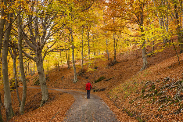 Hiker walks on the path in the autumn beech tree forest. Ponna Superiore, Intelvi valley (val d'Intelvi), Como province, Lombardy, Italy, Europe (MR)