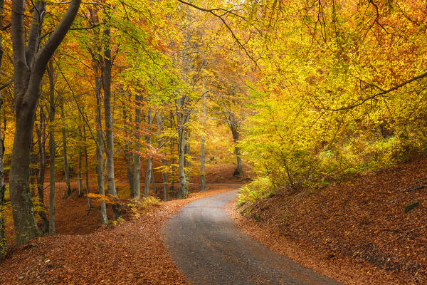 Autumn road in the forest. Ponna Superiore, Intelvi valley (val d'Intelvi), Como province, Lombardy, Italy, Europe