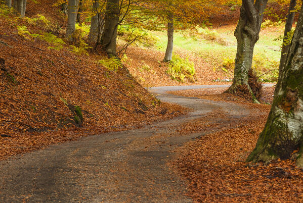 Autumn road in the forest. Ponna Superiore, Intelvi valley (val d'Intelvi), Como province, Lombardy, Italy, Europe