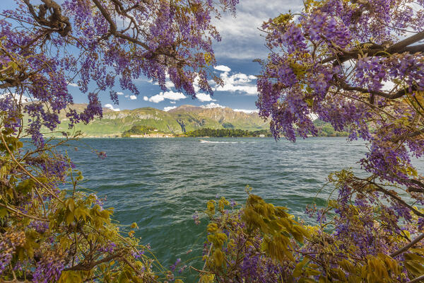 Wisteria plants frame the Bellagio village, Griante, lake Como, Como province, Lombardy, Italy, Europe