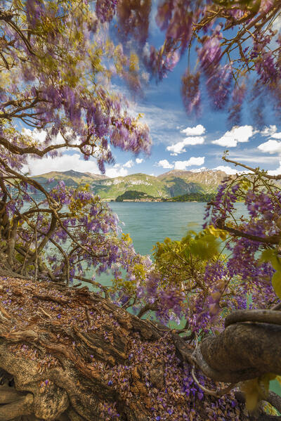 Wisteria plants frame the Bellagio village, Griante, lake Como, Como province, Lombardy, Italy, Europe