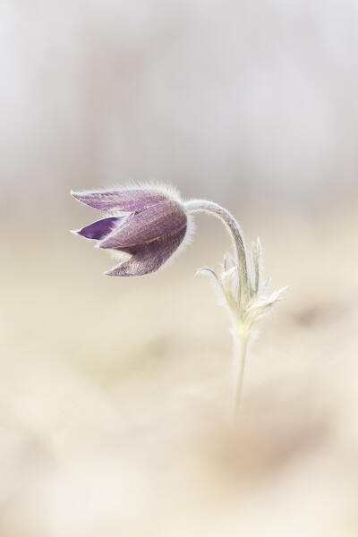 Pulsatilla, Monte Barro Natural Park, Barro mount, Lecco province, Lombardy, Italy, Europe