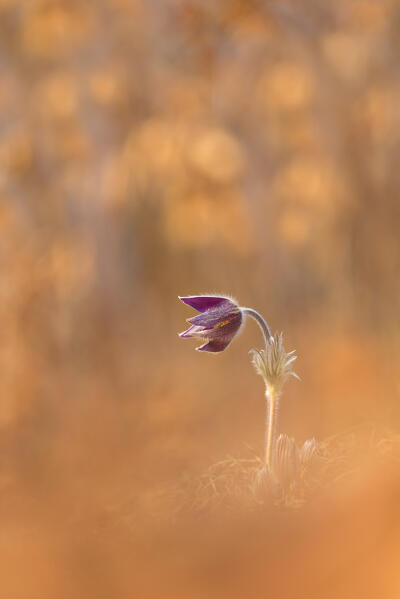 Pulsatilla, Monte Barro Natural Park, Barro mount, Lecco province, Lombardy, Italy, Europe