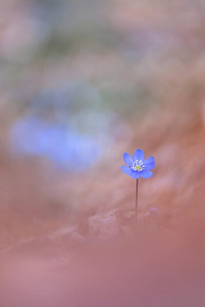 Common hepatica (Hepatica nobilis), Monte Barro Natural Park, Barro mount, Lecco province, Lombardy, Italy, Europe