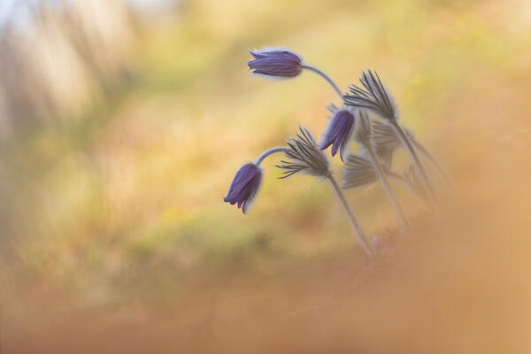 Pulsatilla, Monte Barro Natural Park, Barro mount, Lecco province, Lombardy, Italy, Europe