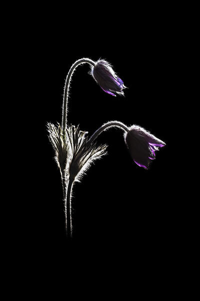 Pulsatilla, Monte Barro Natural Park, Barro mount, Lecco province, Lombardy, Italy, Europe