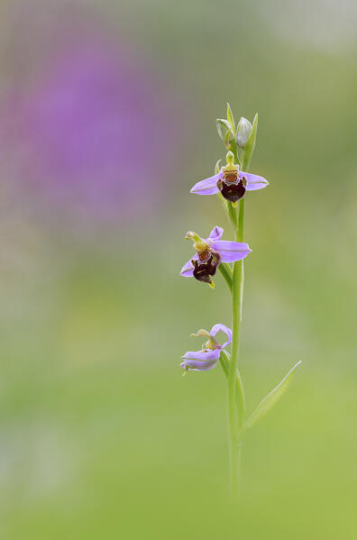 Bee orchid (Ophrys apifera), Monte Barro Natural Park, Barro mount, Lecco province, Lombardy, Italy, Europe