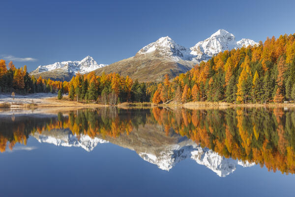 Autumn mirrors on Lej da Staz (Lake of Staz). Celerina/Schlarigna, St Moritz, canton of Graubünden, Engadine, Switzerland, Europe