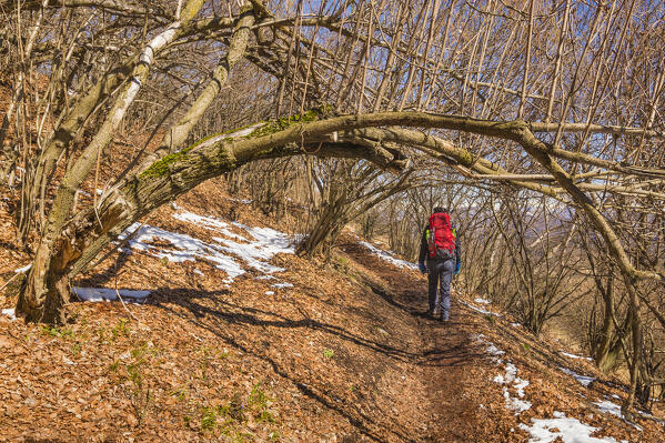 Hiker walks on the path to reach Baita Capanna Mara, Bollettone mount, Larian Triangle, lake Como, Como province, Lombardy, Italy, Europe (MR)