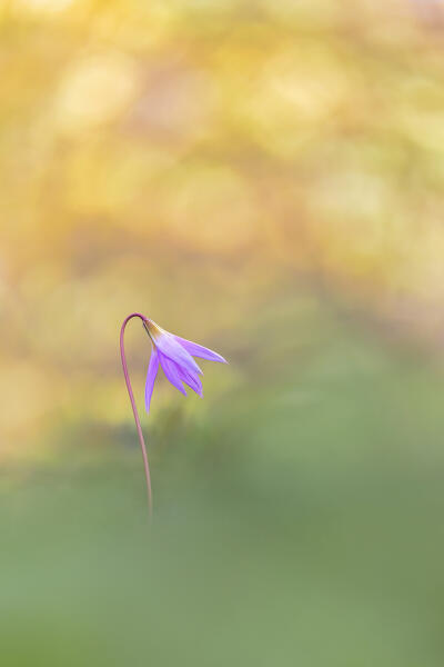Dog's Tooth Violet flower (Erythronium dens-canis), Parco valle del Lanza, Como province, Lombardy, Italy, Europe