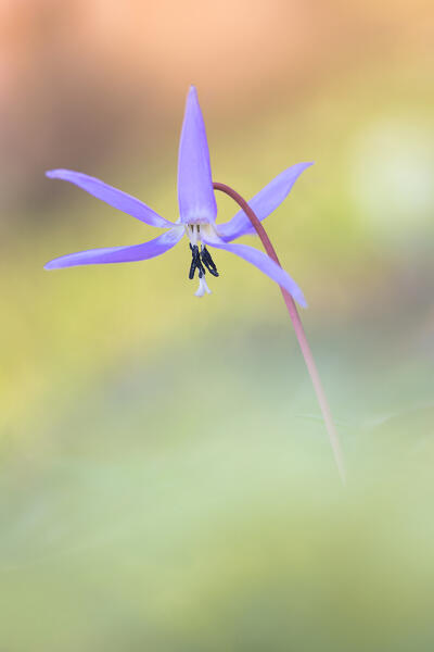 Dog's Tooth Violet flower (Erythronium dens-canis), Parco valle del Lanza, Como province, Lombardy, Italy, Europe