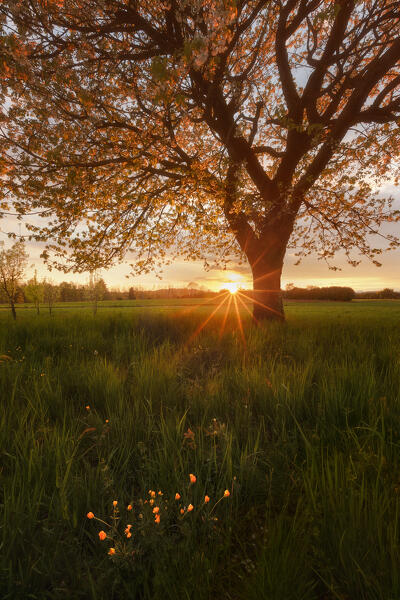 Sunset on the meadow with a solitary cherry tree in a spring time, Brianza, Como province, Lombardy, Italy, Europe