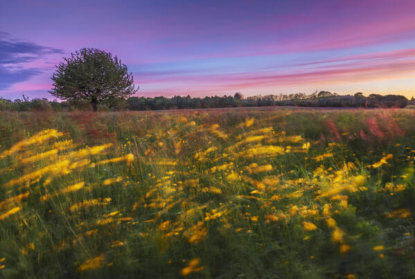 Sunset on the meadow with Buttercups (Ranunculus) flowers moved by the wind, Brianza, Como province, Lombardy, Italy, Europe