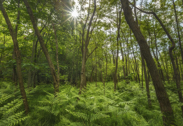 The wood in a summer time with Bracken (Pteridium) plants, Brianza, Como province, Lombardy, Italy, Europe