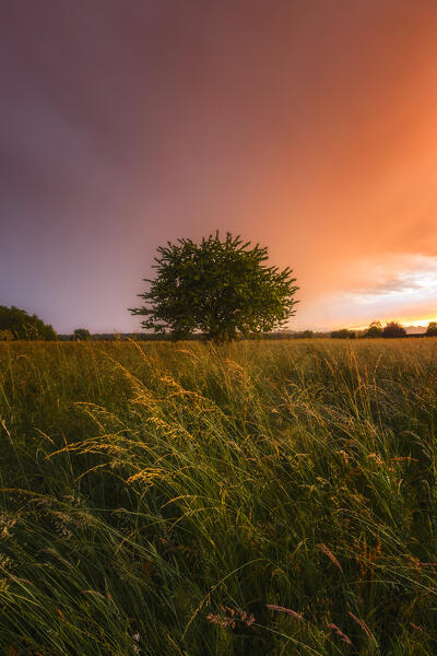 Sunset on the meadow with a solitary cherry tree, Brianza, Como province, Lombardy, Italy, Europe