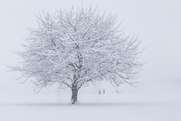 Two people walks during a snowfall near a solitary cherry tree, Brianza, Como province, Lombardy, Italy, Europe