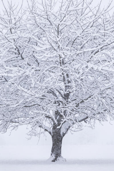 A solitary cherry tree covered by the snow, Brianza, Como province, Lombardy, Italy, Europe