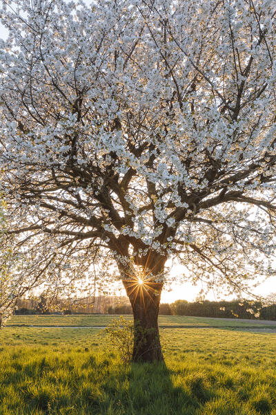 Sunset in the field with a solitary cherry tree in a spring time, Brianza, Como province, Lombardy, Italy, Europe