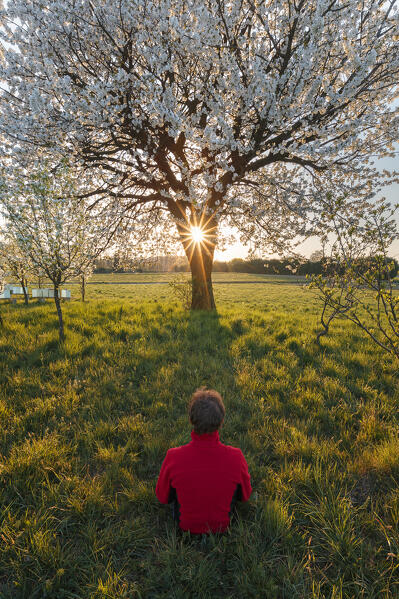 Man sitting on the meadow looks a sunset with a solitary cherry tree in a spring time, Brianza, Como province, Lombardy, Italy, Europe (MR)