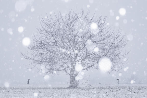 Two people walks during a snowfall near a solitary cherry tree, Brianza, Como province, Lombardy, Italy, Europe