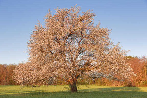 First sun rays of the morning on a solitary cherry tree in a spring time, Brianza, Como province, Lombardy, Italy, Europe