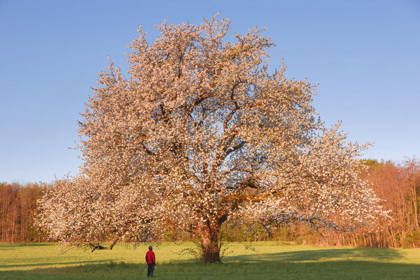 Man looks a solitary cherry tree in a spring time illuminated by the first morning light, Brianza, Como province, Lombardy, Italy, Europe (MR)