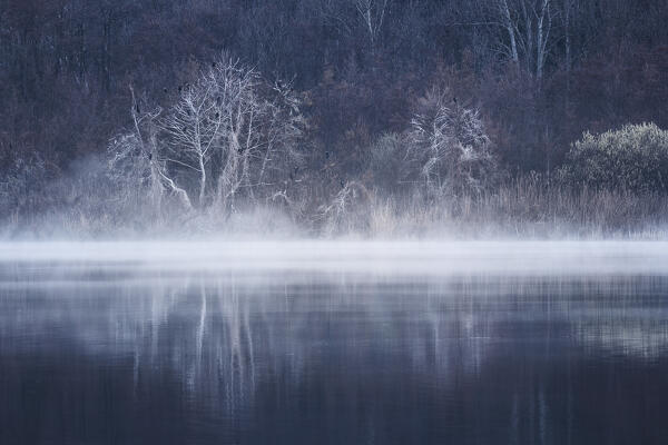 Foggy dawn on the trees of Alserio lake, Parco regionale della Valle del Lambro, Brianza, Como province, Lombardy, Italy, Europe