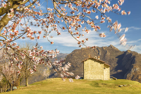 Windy day on Piana di San Tomaso with blooming of Almond (Prunus dulcis) trees, Valmadrera, lake Como, Lecco province, Lombardy, Italy, Europe