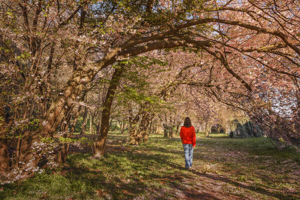 Woman walks in a wood to see the Cherry blossom trees, Brianza, Inverigo, Como province, Lombardy, Italy, Europe (MR)