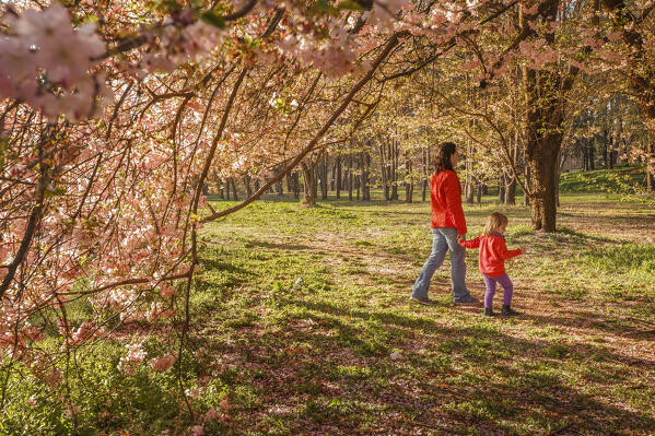 Mom and daughter walks in a wood to see the Cherry blossom trees, Brianza, Inverigo, Como province, Lombardy, Italy, Europe (MR)