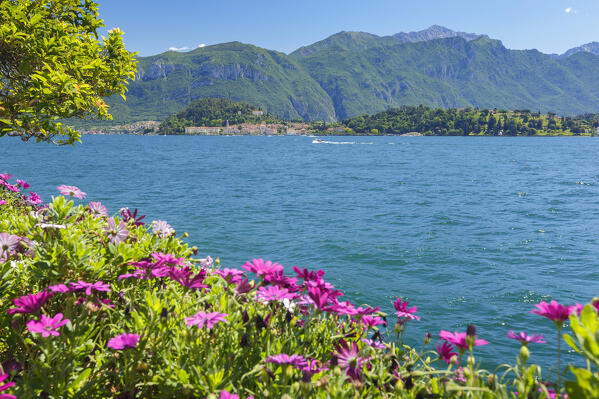 Flowers frames Bellagio Town and lake Como from Griante lake front, 