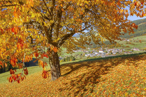 Autumnal Cherry tree frame the St. Peter village (San Pietro), Funes valley, South Tyrol, Trentino Alto Adige, Bolzano province, Italy, Europe