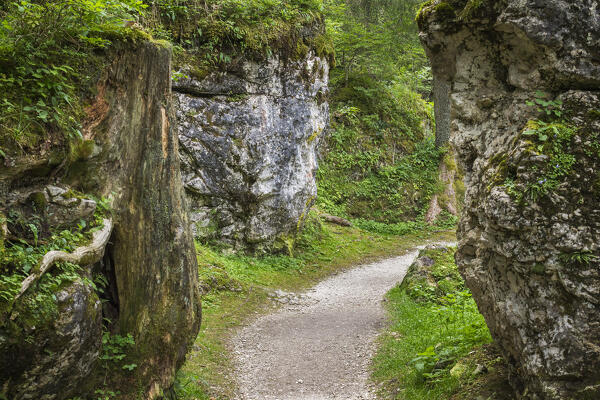 A path in the woods of San Martino di Castrozza, Trentino alto adige, Italy, Europe