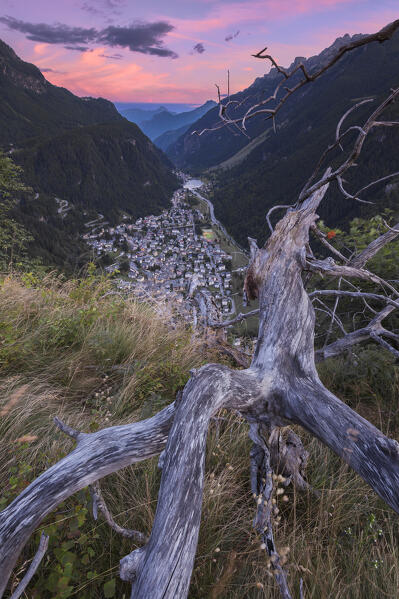 A trunk frame the Campodolcino village at sunset, Sondrio province, Spluga valley, Lombardy, Italy, Europe