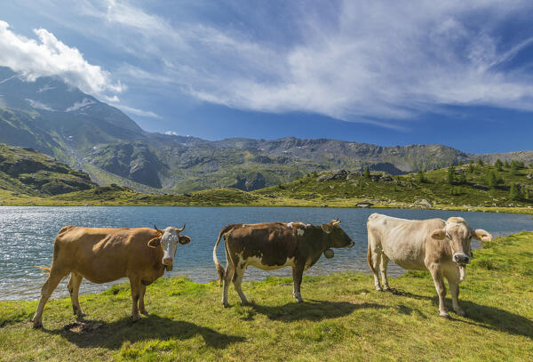 A pasture of Cows at lake Angeloga, Alpe Angeloga, Campodolcino, Sondrio province, Spluga valley Lombardy, Italy, Europe