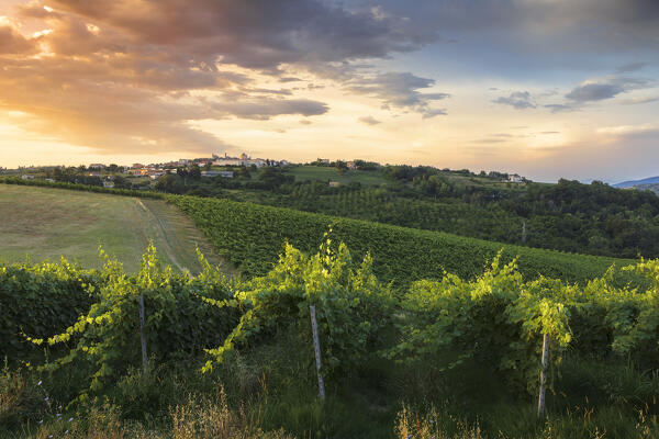 Sunrise on vineyards of the hills of Cupramontana village, Ancona province, Marche, Italy, Europe