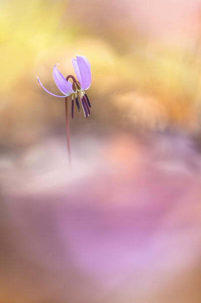 Erythronium dens-canis (Dog's-tooth-violet), Como province, Lombardy, Italy, Europe