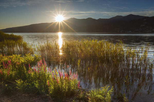 Lythrum Salicaria at Sunset, lake Pusiano, Como province, Brianza, Lombardy, Italy, Europe